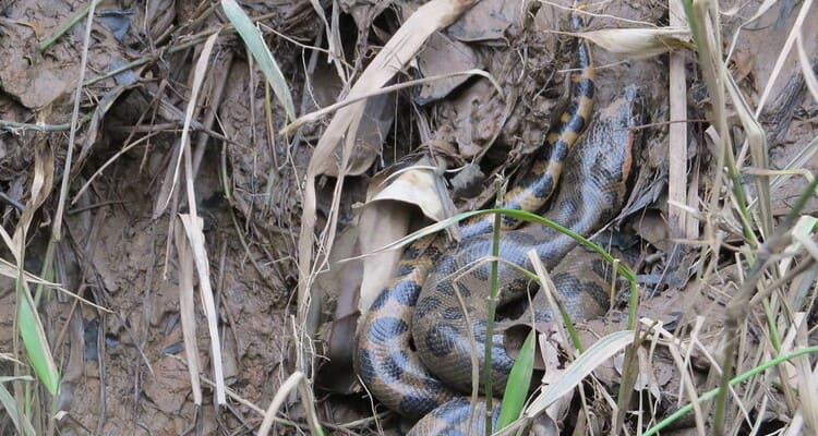 anaconda in puerto maldonado