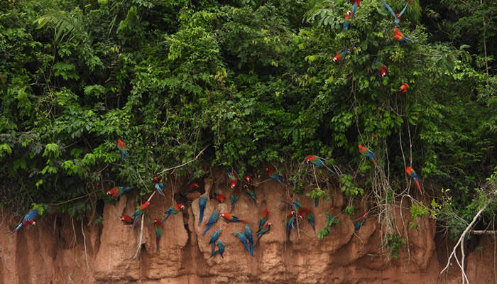 macaw-clay-lick-puerto-maldonado
