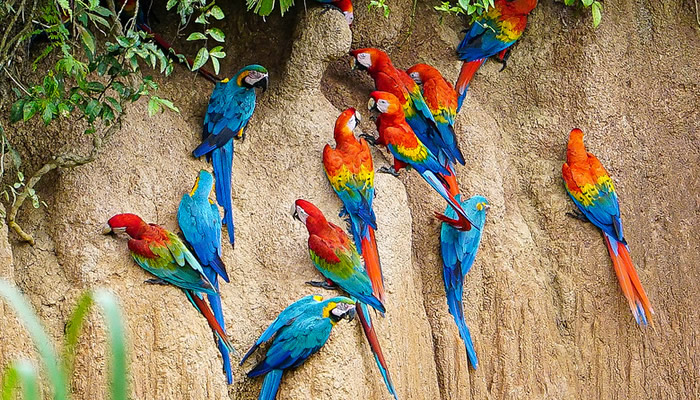 tours to tambopata rainforest peru