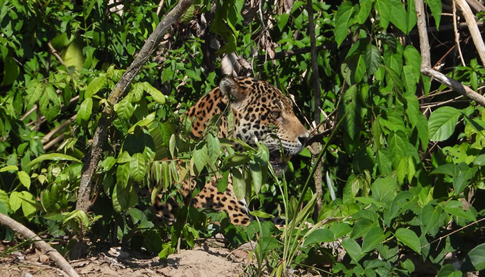 jaguars in manu national park