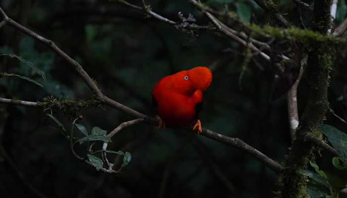 cock of the rock near cusco