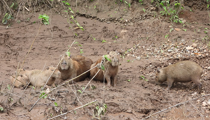 wildlife manu national park