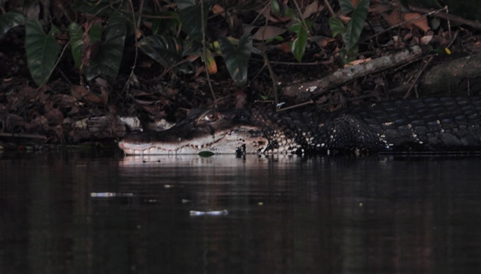 amazon peru wildlife