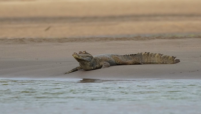 manu national park wildlife