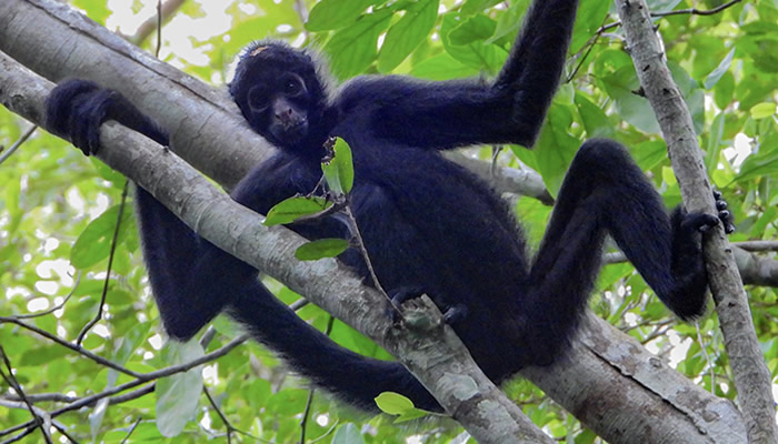peruvian amazon wildlife