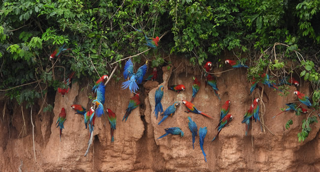 macaw clay lick tambopata