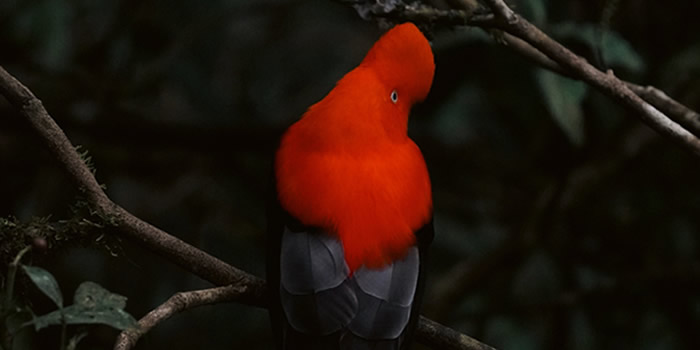 manu national park tour