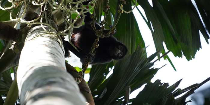 manu wildlife tours