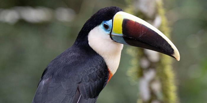 wildlife manu national park peru