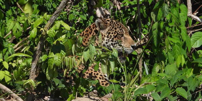 jaguar in manu national park