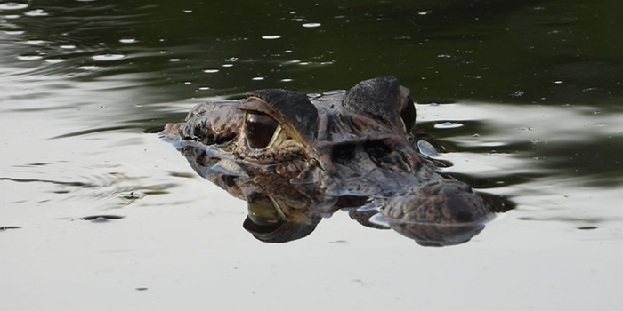 manu national park wildlife