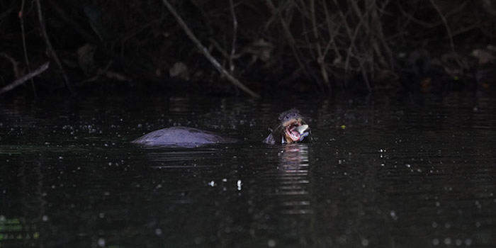 giant otters in manu national park