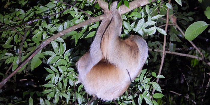 manu national park sloths