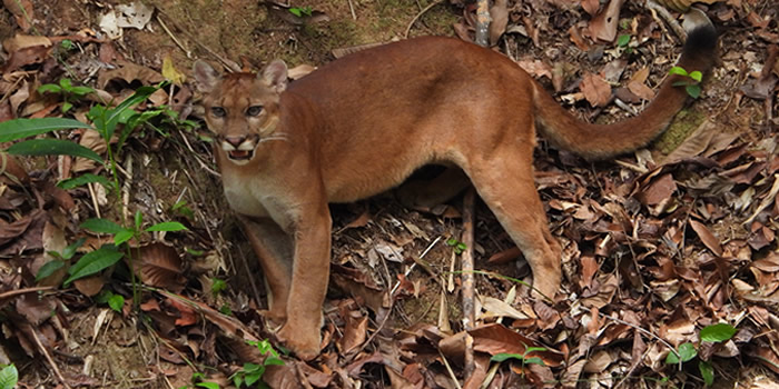 manu park peru wildlife