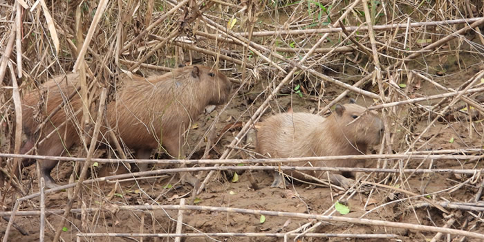 capybaras in manu national park