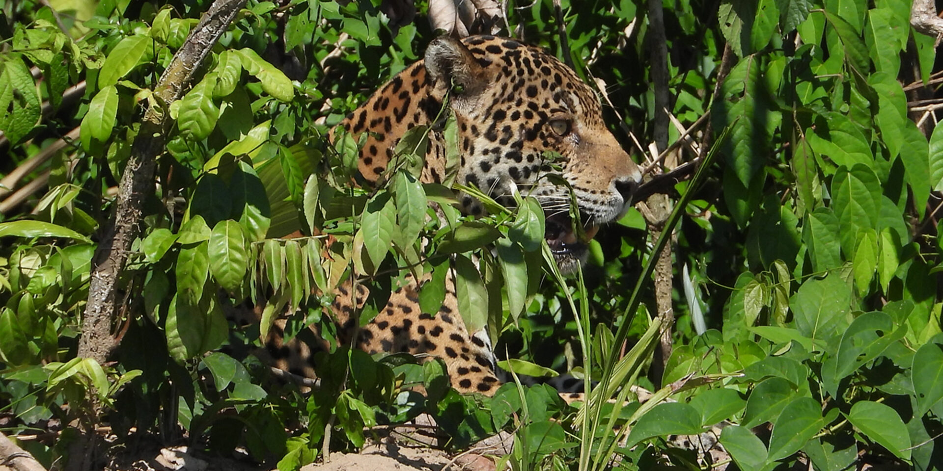 jaguars in manu national park
