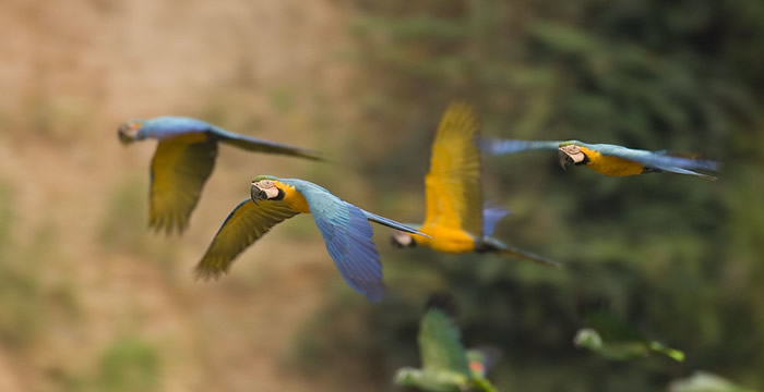 puerto maldonado jungle tours