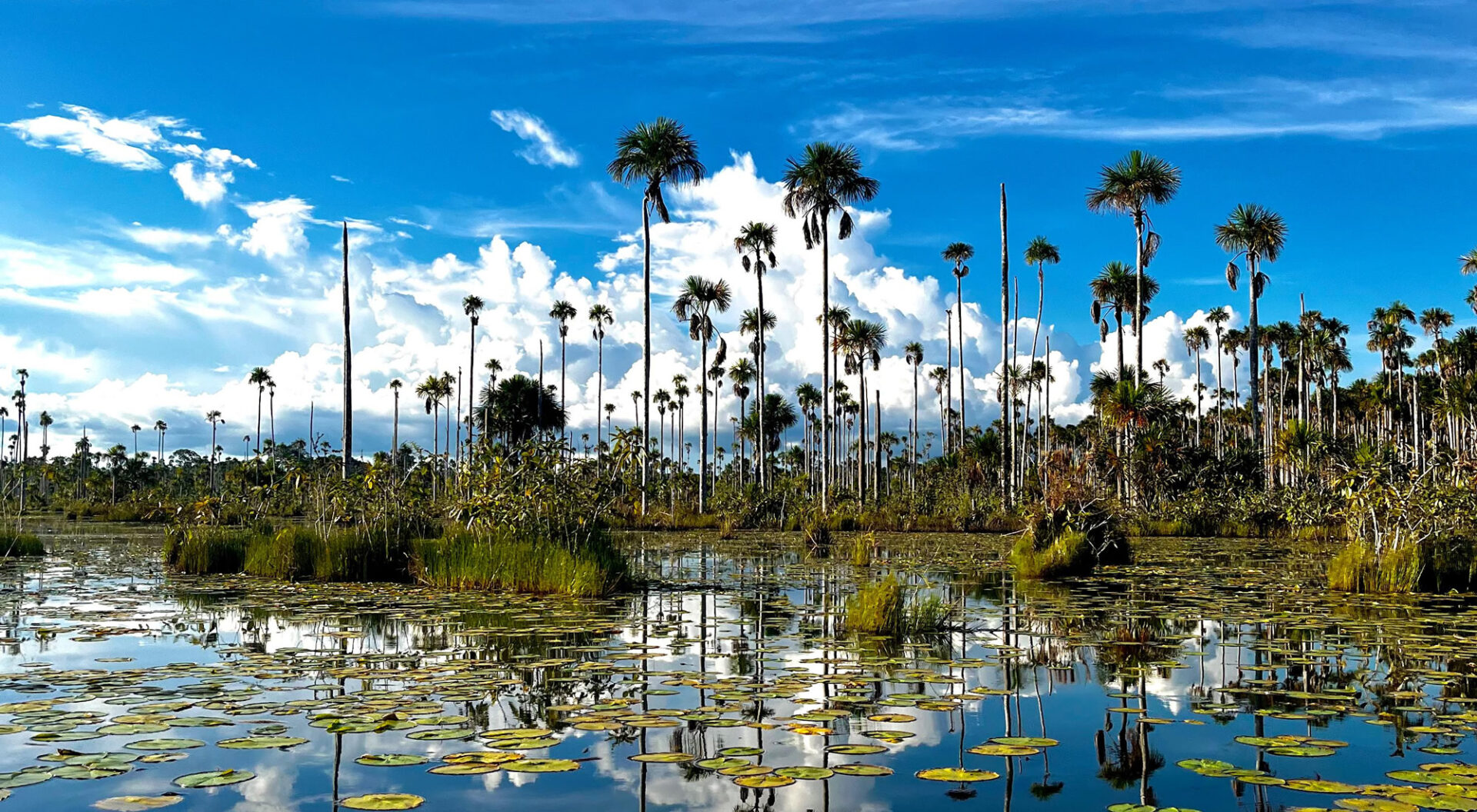 amazon jungle tours peru