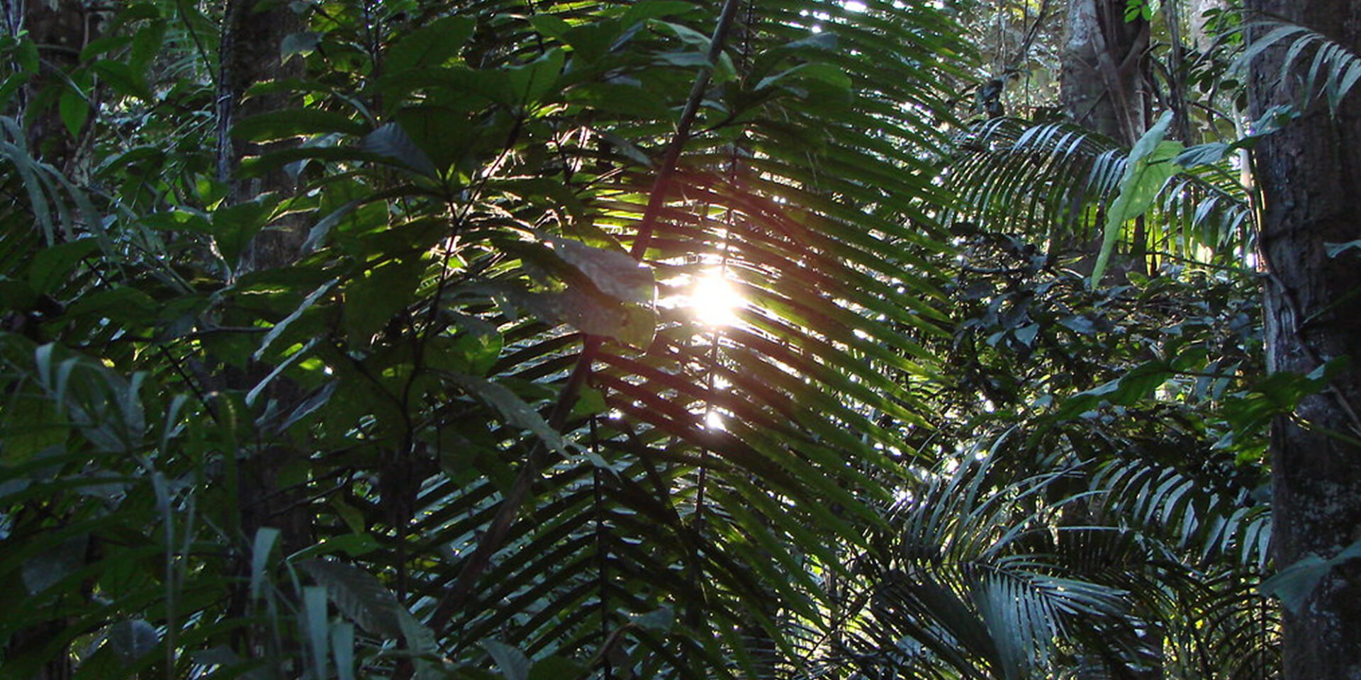 medicinal-plants-peru