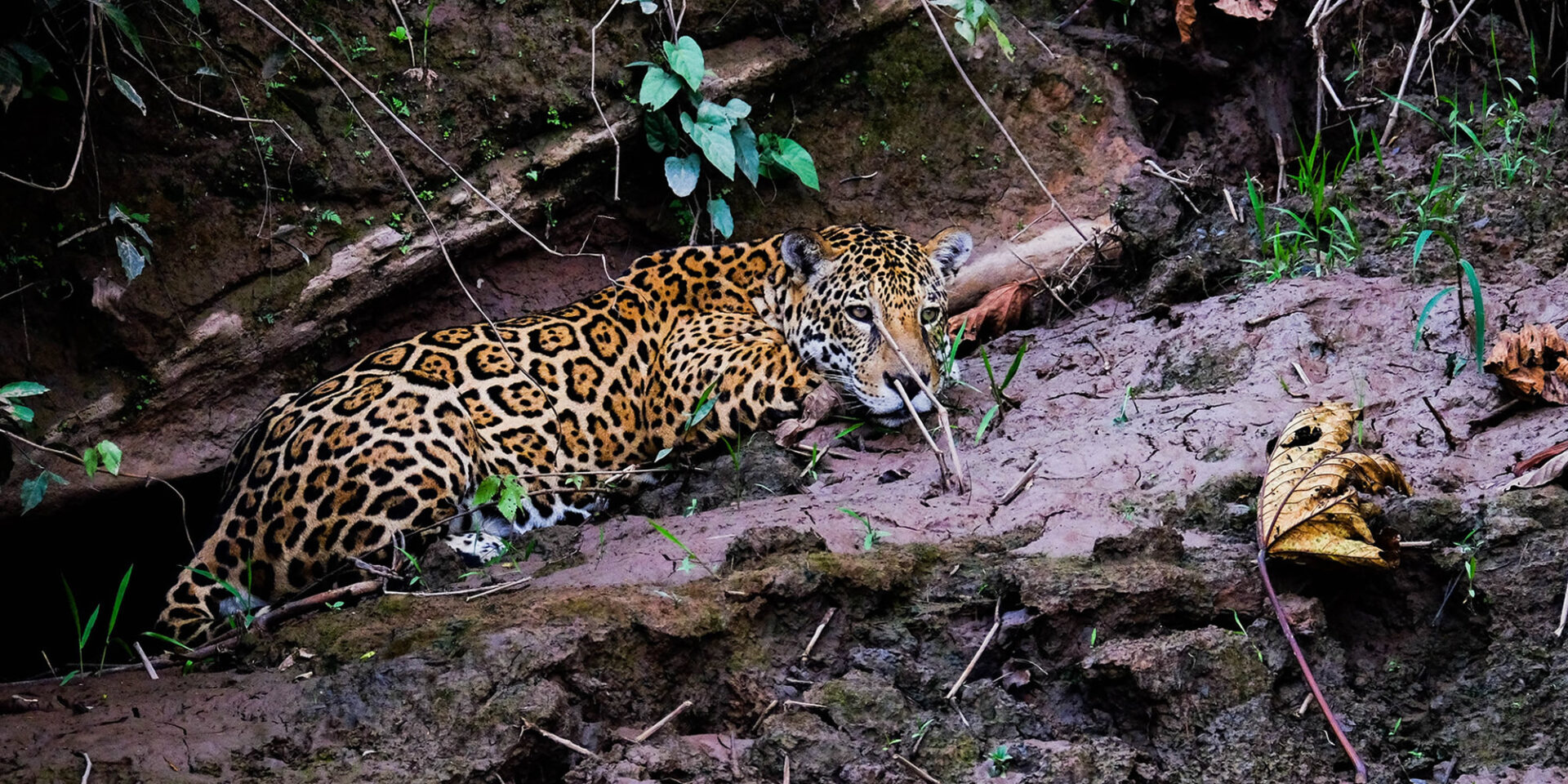 manu jungle tours